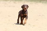 DOBERMANN 870